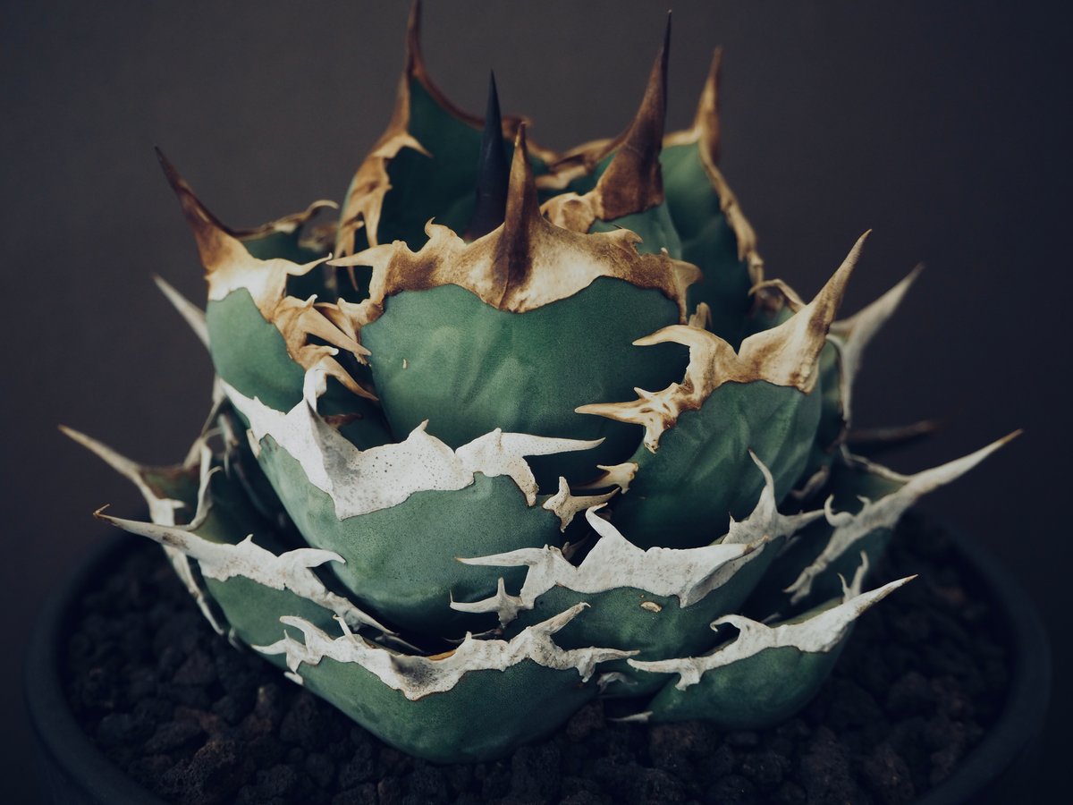 アガベ・チタノタ 黒犀牛（芽）-035｜agave titanota black rhino