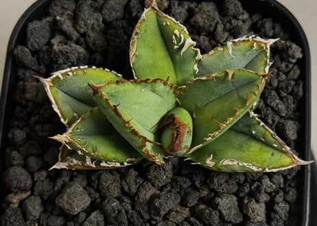 アガベ・チタノタ ハンスのぶつぶつ（芽）-005｜agave titanota Hanes no butsubutsu