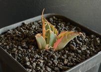 『コレクション株』アガベ　ノーネーム　ビックスパイン　強鋸歯　中株　発根活着済み コレクション株』アガベ ノーネーム ビックスパイン 強鋸歯 中株