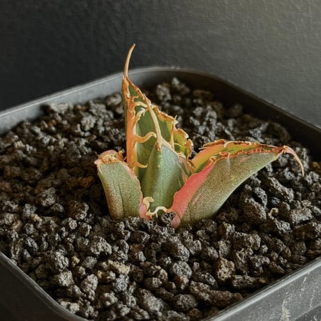 アガベ　モンタナ白覆輪　鉢のまま発送 アガベ モンタナ白覆輪 鉢のまま発送 アガベ モンタナ白覆輪 - メルカリ