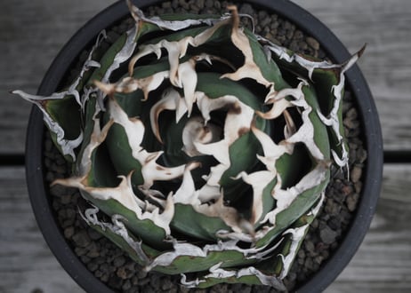 アガベ・チタノタ白鯨（ボールタイプ）中-061｜agave titanota white whale