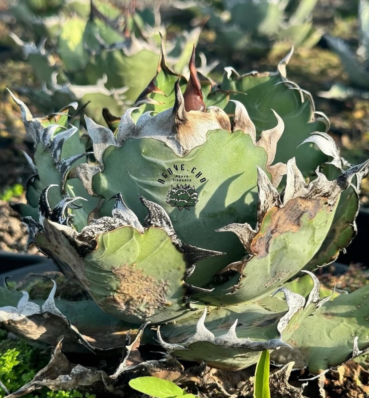 アガベ　チタノタ　妖怪 アガベ・チタノタ 毛怪(芽)-001｜Agave titanota monster | Plu