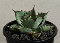 アガベ ハイブリッド・甲蟹×姫厳竜 (小株/実生)-003｜Agave hybrid isthmensis × titanota dwarf