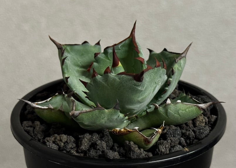 アガベ ハイブリッド・甲蟹×姫厳竜 (小株/実生)-003｜Agave hybrid isth