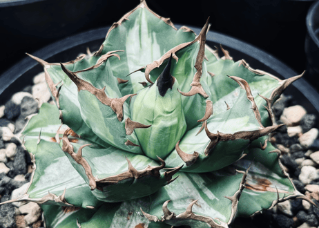 アガベ・チタノタ　姫厳竜白中斑（芽）-004｜agave titanota dwarf  mediopicta
