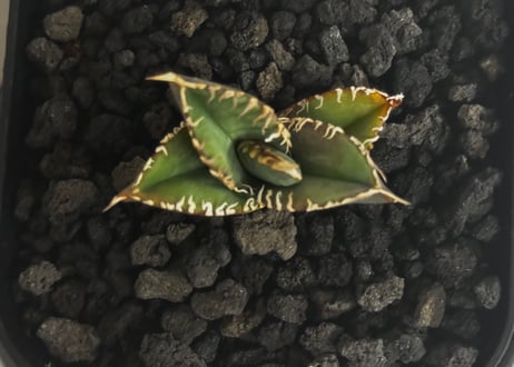 アガベ・チタノタ 白毫刺（芽）-024｜agave titanota