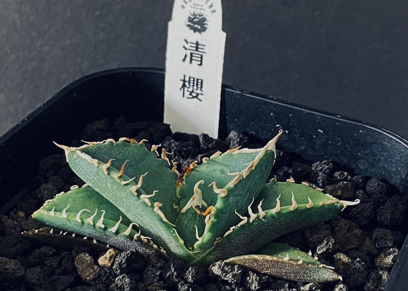 アガベ・チタノタ 清櫻-001｜agave Queen | Plus_Plants STORE