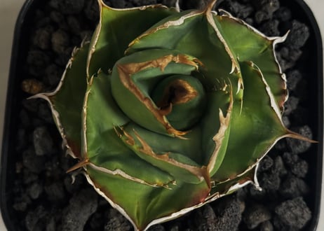アガベ・チタノタ（ノーネーム）008｜agave titanota No Name