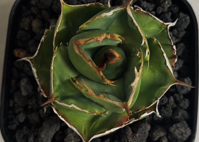 アガベ・チタノタ（ノーネーム）008｜agave titanota No Name | Plu