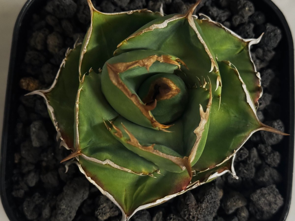 アガベ・チタノタ（ノーネーム）008｜agave titanota No Name | Plu