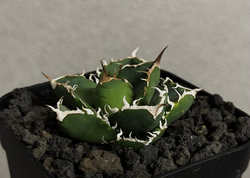 アガベ・チタノタ 立可白/SAD(芽）-054｜agave titanota south af