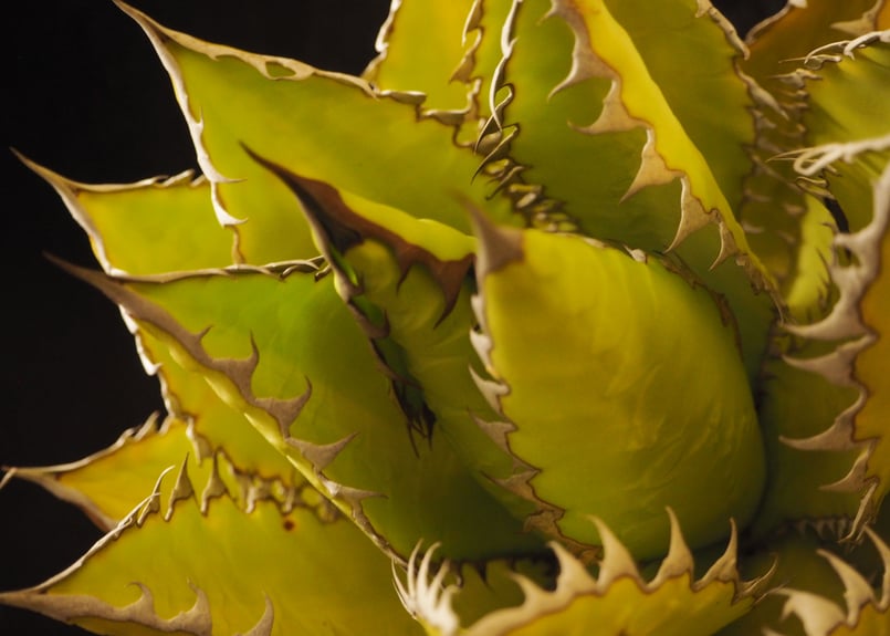 アガベ・チタノタ 萬代 X 厳竜（寛版刺）｜agave titanota