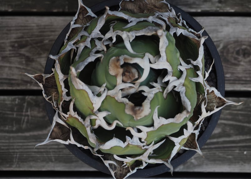 アガベ・チタノタ白鯨（ボールタイプ）大-089｜agave titanota white wh