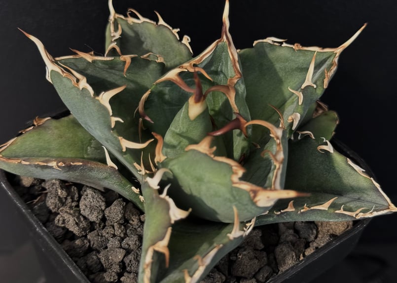 アガベ チタノタ オテロイ 白鯨 ワイド 太鋸歯 親株 11 アガベ