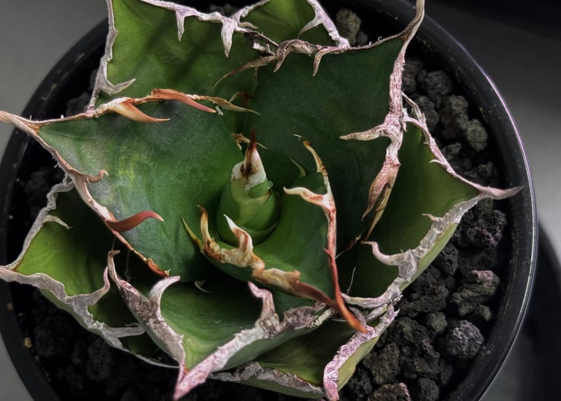 アガベ・チタノタ シーザー/凱撒（小株）-065｜agave titanota caesar