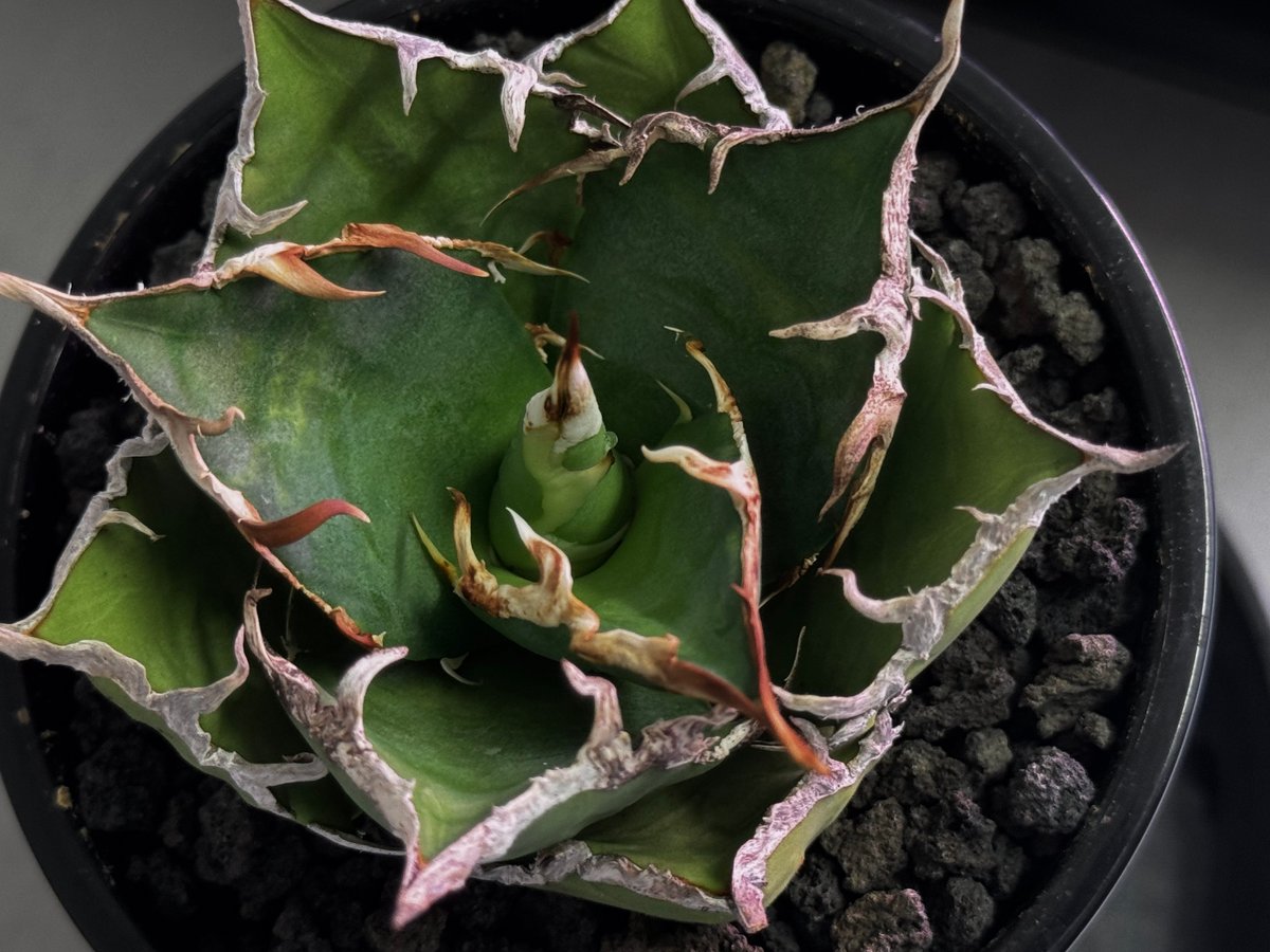 アガベ・チタノタ シーザー/凱撒（小株）-065｜agave titanota caesar