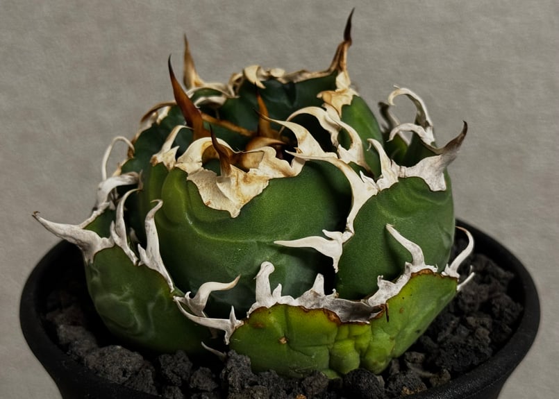 アガベ・チタノタ白鯨（厳選コンパクト）-042｜agave titanota white wh