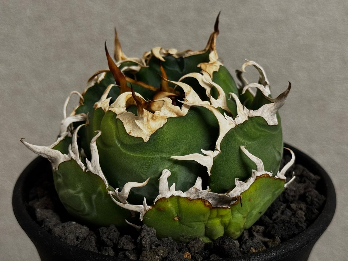アガベ・チタノタ白鯨（厳選コンパクト）-042｜agave titanota white wh