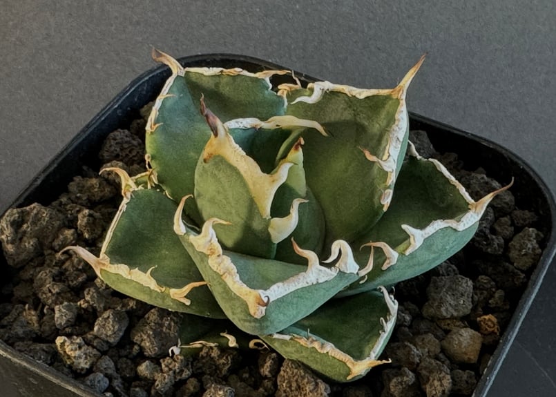 アガベ・チタノタ ミルクリップス（牛奶唇邊）小株-004｜agave