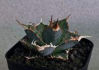 アガベ・チタノタ 蝰蛇/バイパー（芽）-002｜agave titanota viper