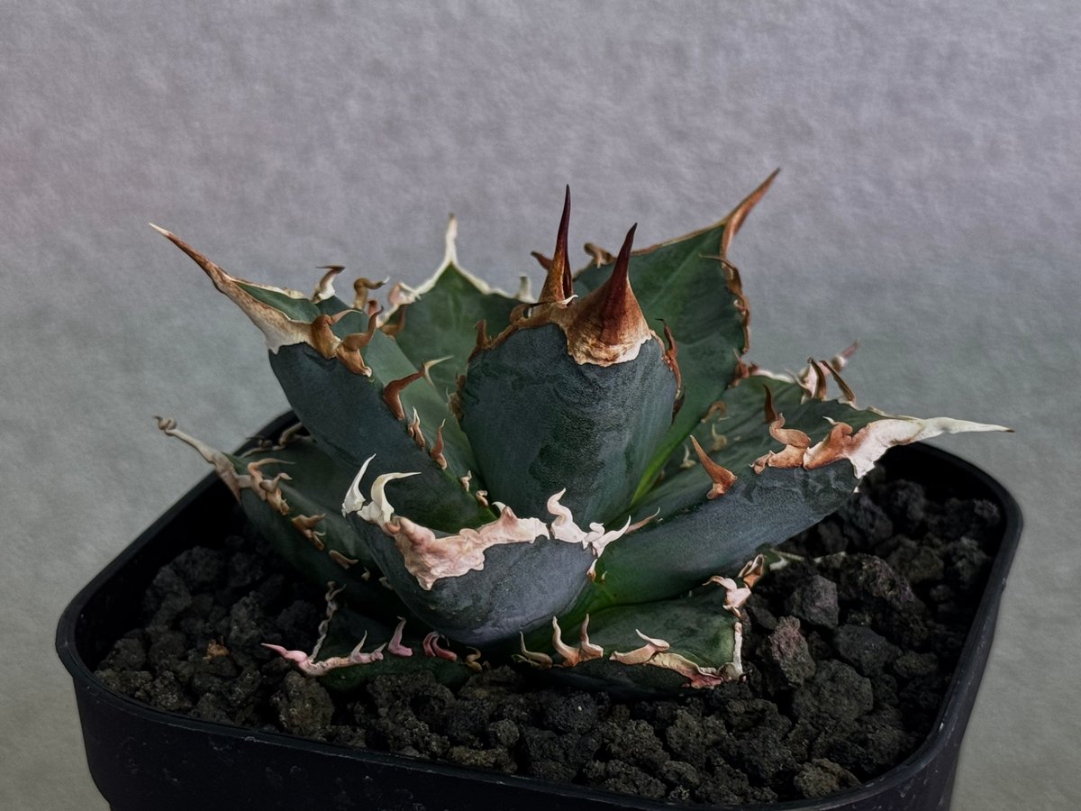アガベ・チタノタ 蝰蛇/バイパー（芽）-002｜agave titanota viper |