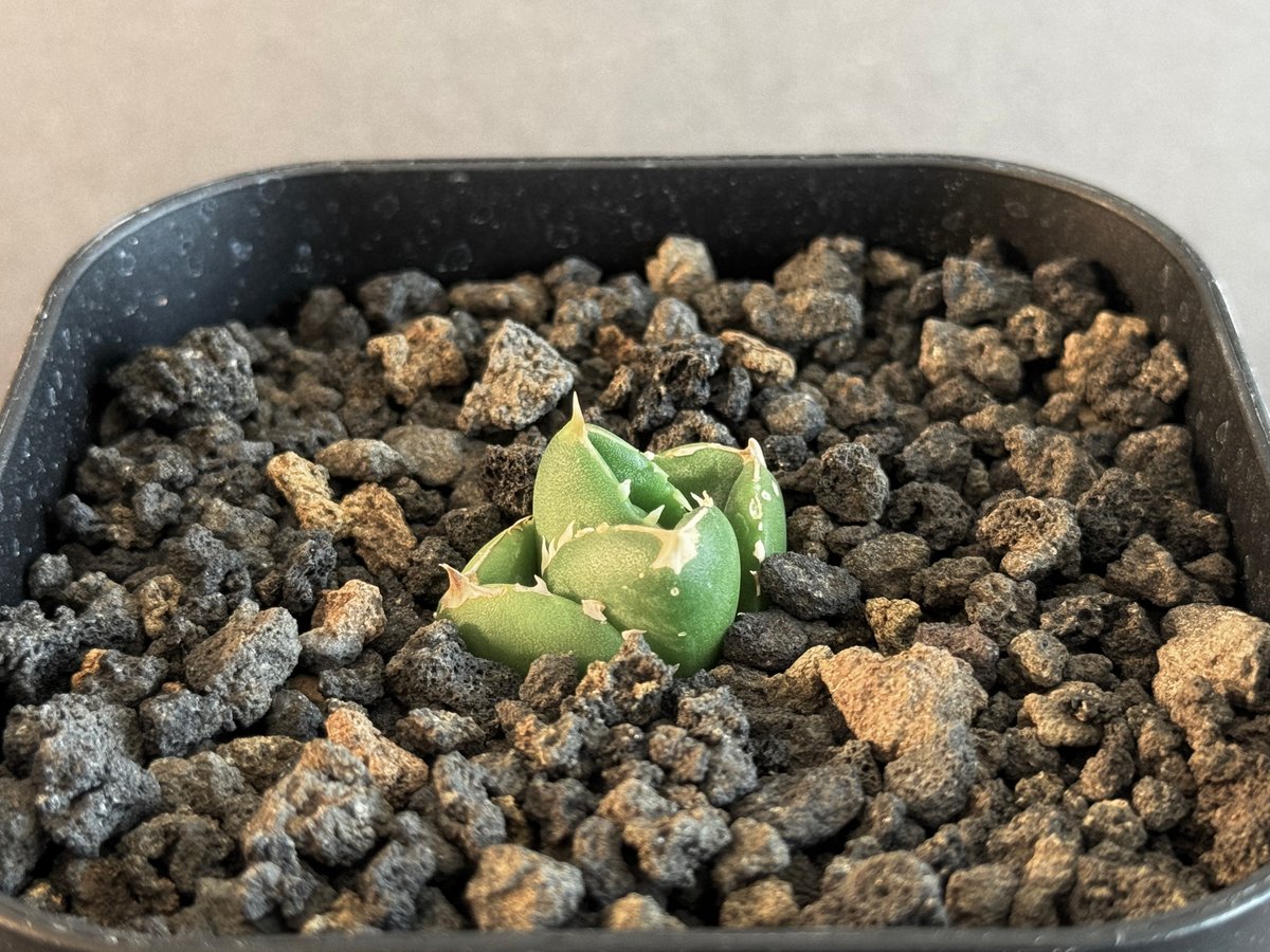 アガベ Dennis 達磨 子株 Agave Titanota DARUMA アガベ Dennis 達磨 子株 Agave Titanota DARUMA