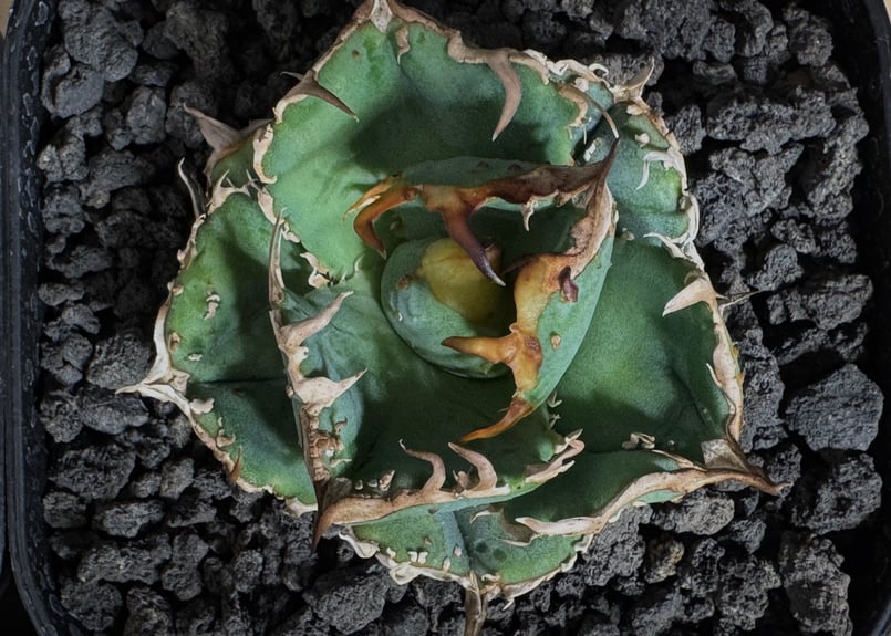 アガベ・チタノタ 疣猪/丸叶背刺（芽）-013｜agave titanota