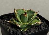 アガベ・チタノタ 流星(台湾Lize産)-002｜agave titanota Meteor