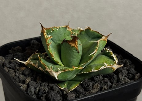 CATEGORY Titanota warthog｜疣猪 | Plus_Plants STORE