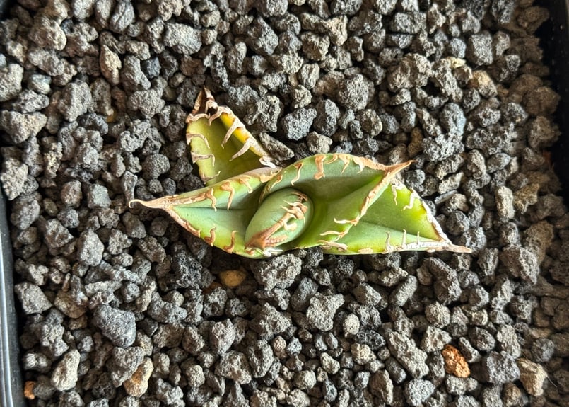 アガベ・チタノタ 星空/台湾agave cho産（芽）-005｜agave titanota