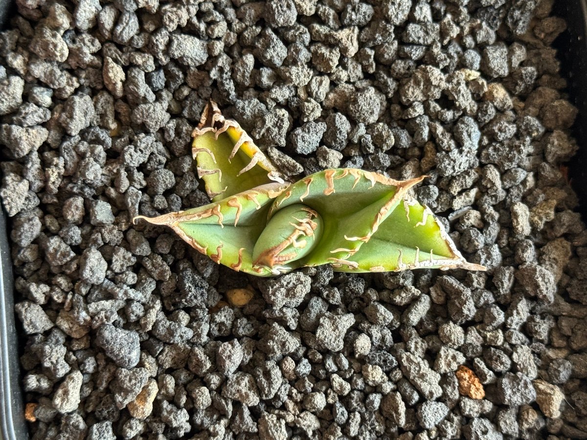 アガベ・チタノタ 星空/台湾agave cho産（芽）-005｜agave titanota