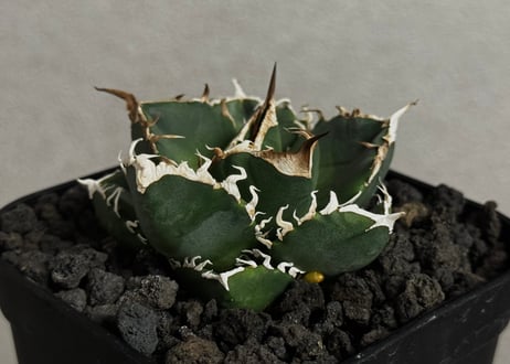 立可白/SAD(芽）-052｜agave titanota south african diamond