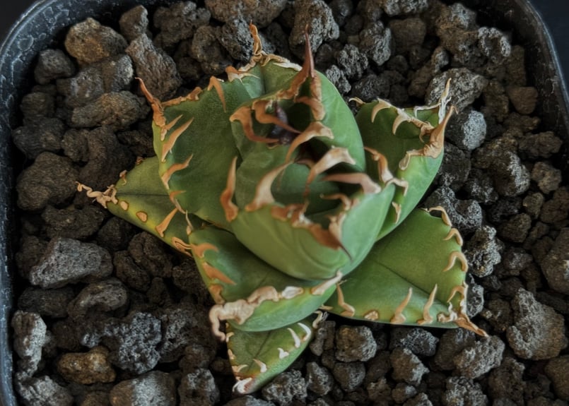 アガベ・チタノタ 魔丸（芽）-038｜agave titanota imps | Plus_P