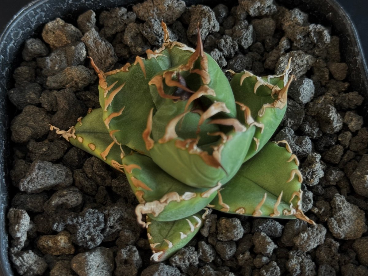 アガベ・チタノタ 魔丸（芽）-038｜agave titanota imps | Plus_P