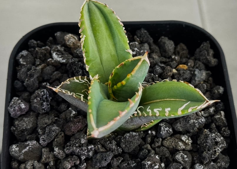 アガベ　チタノタ　CJ4 子株　Agave titanota CJ Plants アガベ・チタノタ CJ-Special（芽）-014｜agave titanota CJ-Sp