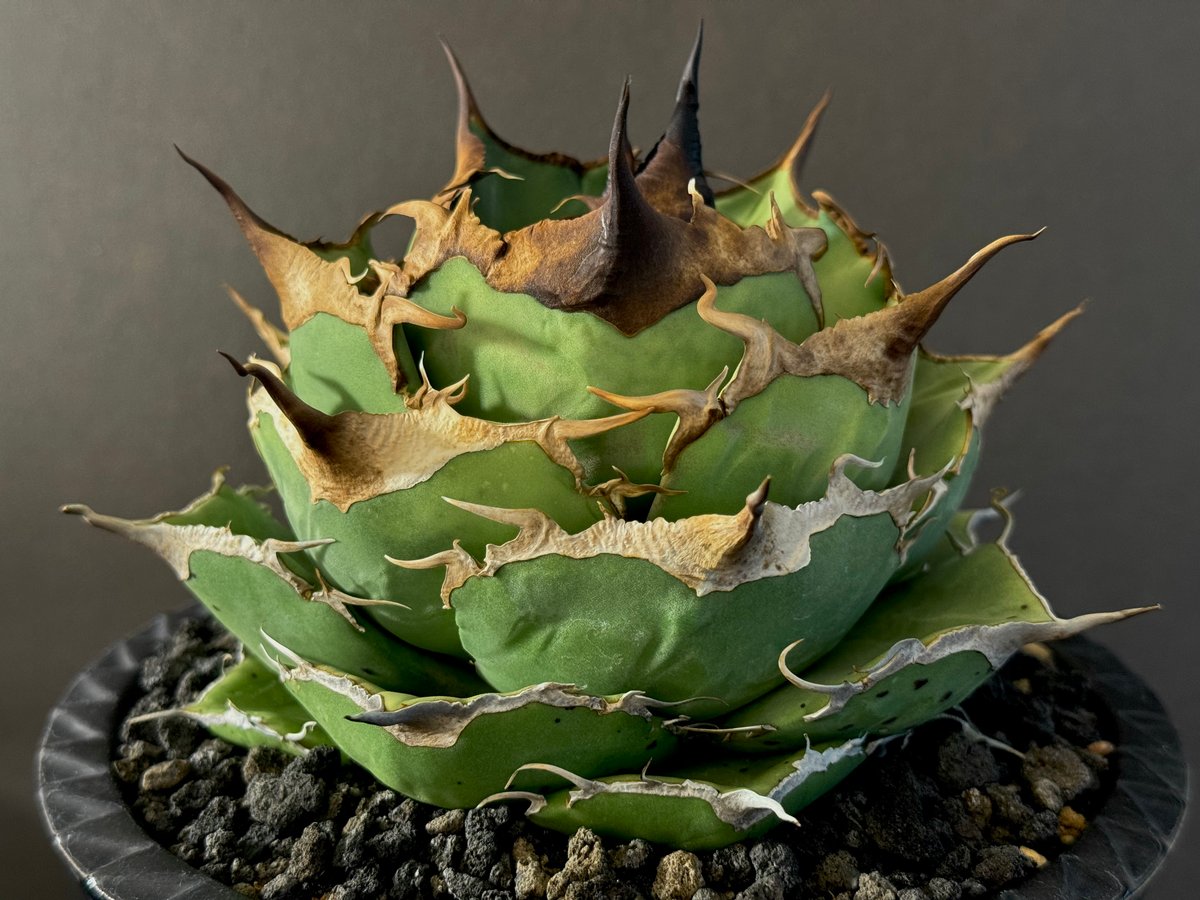 347選抜株【上澳園芸】アガベ チタノタ 黒豹 アガベ・チタノタ 黒豹（小株）-022｜agave titanota black