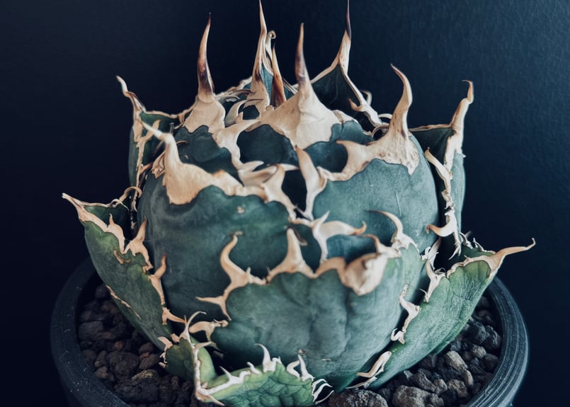 アガベ・チタノタ白鯨(ボールタイプ)中-058|agave titanota アガベ・チタノタ白鯨(ボールタイプ)中-058|agave titanota