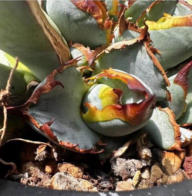 アガベ・チタノタブルー選抜/ナンバーレスα（芽）-002｜agave