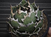 アガベ・チタノタ 蚩尤（芽）-001｜agave titanota chiyou | Plus