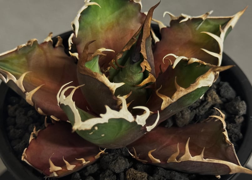 特選>アガベ・チタノタ 赤猫(芽)-003｜agave titanota redcat we