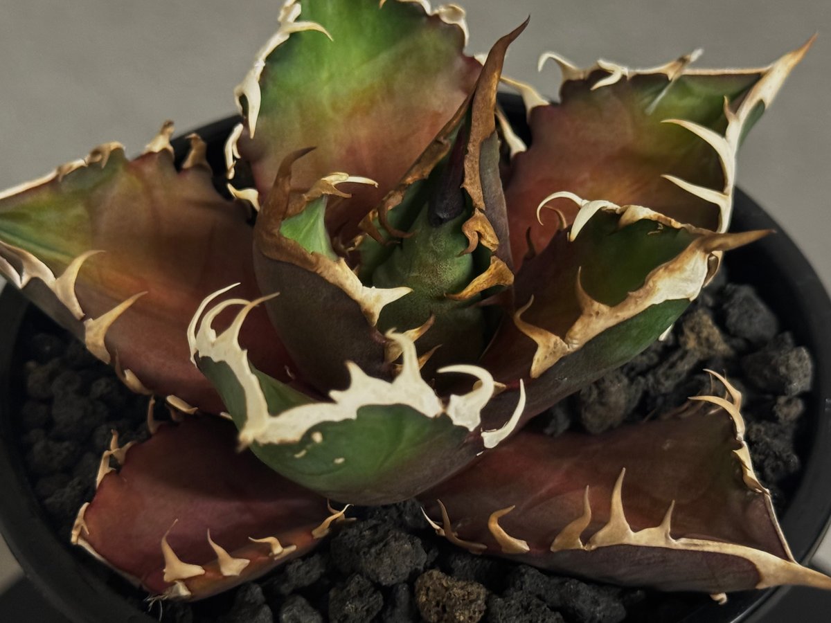 アガベ チタノタ 赤猫　red cat wheels 特選>アガベ・チタノタ 赤猫(芽)-003｜agave titanota redcat we