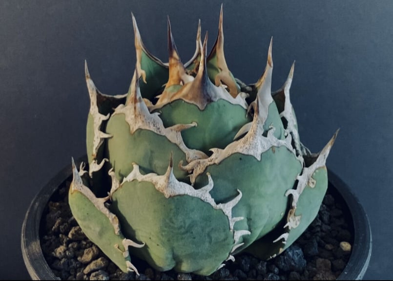 アガベ・チタノタ 烈焔（ボールタイプ）中-012｜agave titanota