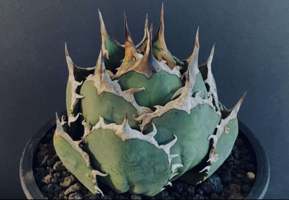 アガベ　agave 烈炎　子株