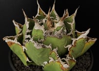 アガベ・チタノタ FO076/オテロイ(芽)004|agave titanota FO-076 アガベ・チタノタ FO076/オテロイ(芽)004|agave titanota FO-076