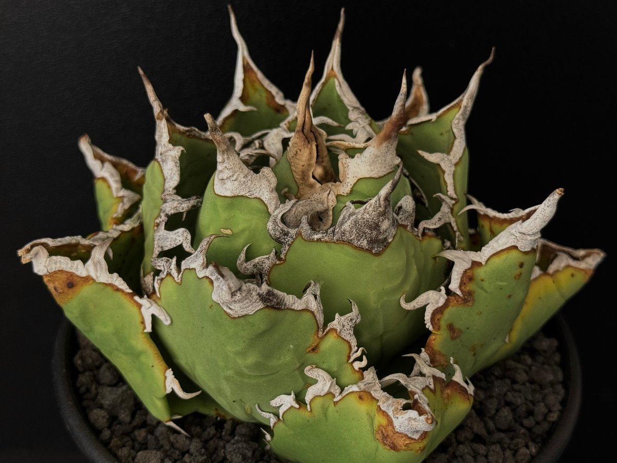 アガベ・チタノタ 狂刺夕映 (中株)- 011｜agave titanota Solar