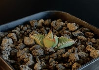 アガベ・チタノタ LQH_土(芽)001|agave titanota saturn | Pl アガベ・チタノタ LQH_土(芽)001|agave titanota saturn | Pl