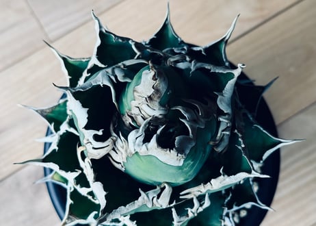 アガベ・チタノタ 海王（小株）-024｜agave titanota aqua man