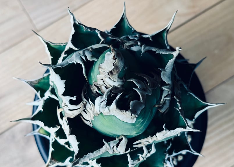 アガベ・チタノタ 海王(小株)-026|agave titanota aqua man アガベ・チタノタ 海王(小株)-026|agave titanota aqua man