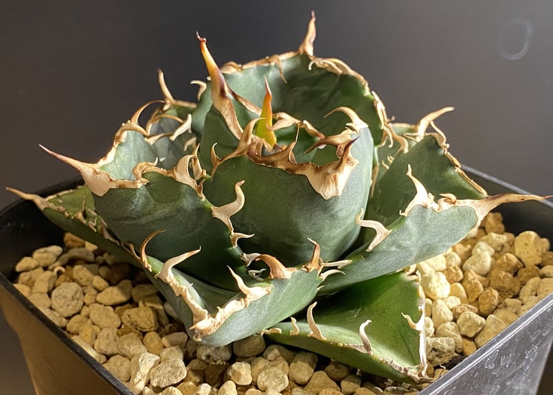 アガベ チタノタ 甲部白鯨 (Agave Titanota)