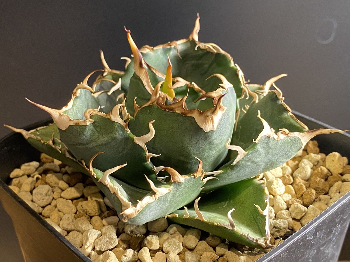 Y599 アガベ　agave チタノタ 白鯨 極上株